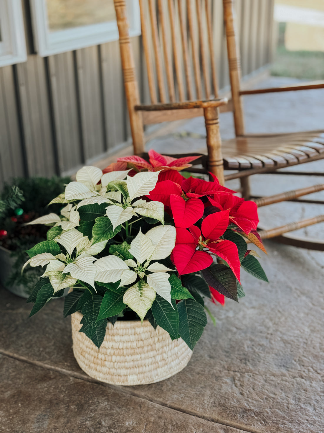 Poinsettia Plant Care